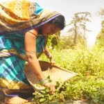 support-kitchen-gardens